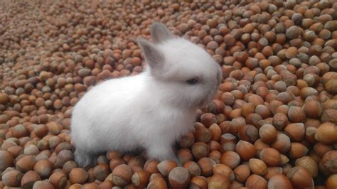 cüce tavşan özellikleri